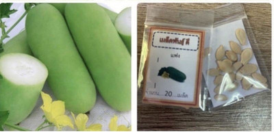 VibeX Bottle Gourd Seed(500 per packet)
