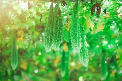 XOLDAA F1 BEST QUALITY BITTER GOURD SEEDS Seed(10 per packet)