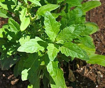CYBEXIS Epazote Vegetable Seeds2000 Seeds Seed(2000 per packet)