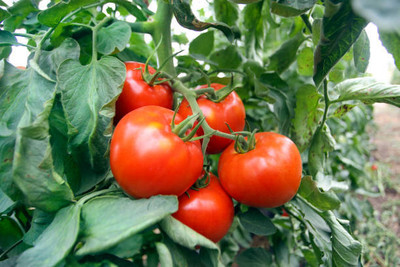 cauliflower tomato Seed(90 per packet)