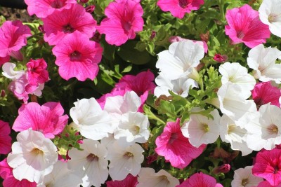 WHADE Petunia double mixed flower Seed(70 per packet)