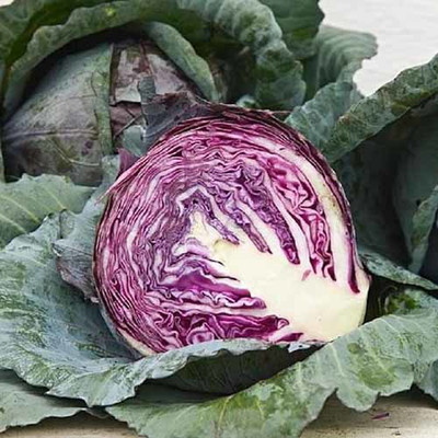 CYBEXIS Red Acre Cabbage2000 Seeds Seed(2000 per packet)