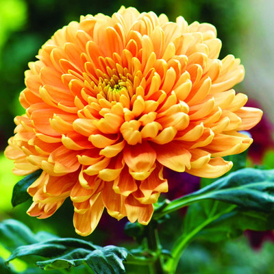 Lorvox Chrysanthamum Mix/Chamanti Seed(105 per packet)