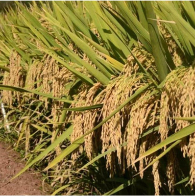 hyb 3kg paddy seeds 25-30 Quintal/acre yield Seed(3 kg)