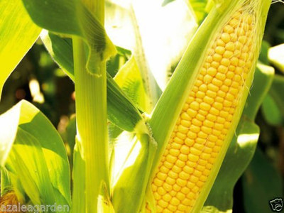 LPR SWEET CORN Seed(300 per packet)