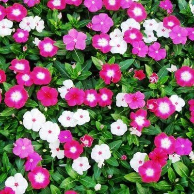 Lorvox Vinca Red F1 Hybrid Seed(100 per packet)