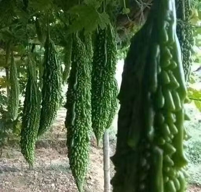 RAINBOWRAGA Bitter Gourd/Karela/Bitter Melon gardening Seed(50 per packet)