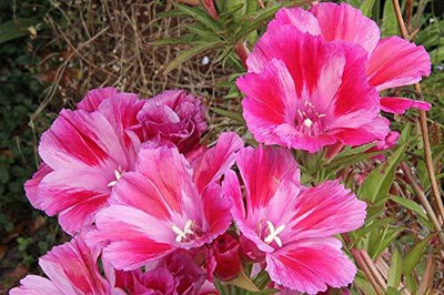 Aywal Clarkia elegans double mix Seed(10 per packet)