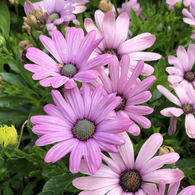 Epazo English Daisy Mixed Colour Flower Seeds Good Germination Seed(65 per packet)
