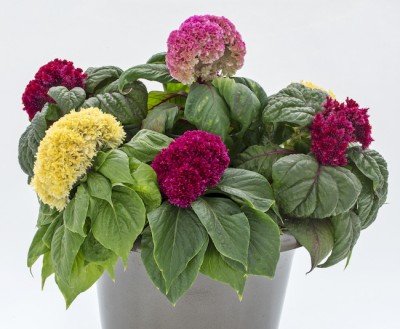 Mozette Exotic celosia Seed(31 per packet)