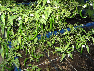 ActrovaX Organic Green Chilli [4000 Seeds] Seed(4000 per packet)