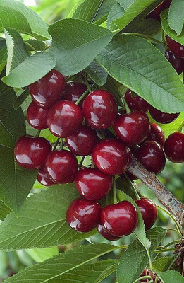 Aywal Maulsari Cherry Seeds For All Season Seed(2 per packet)