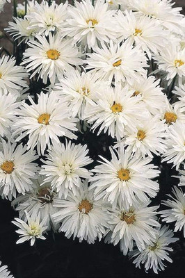 CYBEXIS NDIR-51 - Chrysanthemum Crazy Daisy (White) - (270 Seeds) Seed(270 per packet)