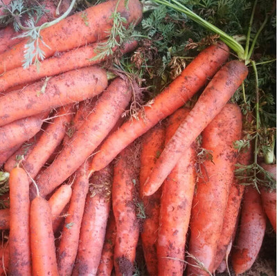 KNESSiN Carrot Seed(2500 per packet)