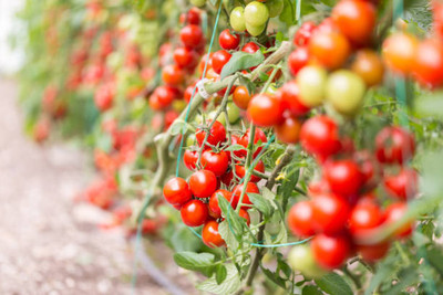 BMSSSL tomato Seed(70 per packet)