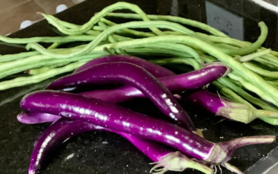 Avysa Chinese eggplant/brinjal Seed(500 per packet)