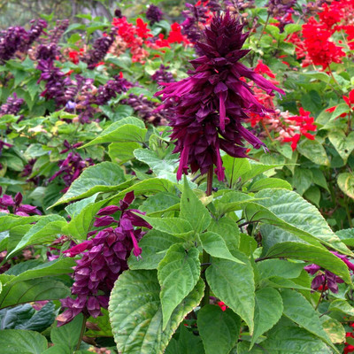 Lorvox Salvia Mix Seed(60 per packet)