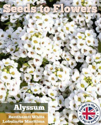CYBEXIS Sweet Alyssum BENTHAMII - White - LOBULARIA MARITIMA Seed(50 per packet)