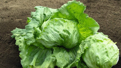 Qualtivate GBPT-4A Lettuce Iceberg Batavian Seed(300 per packet)