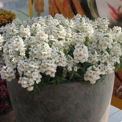 LPR NEMESIA Seed(100 per packet)