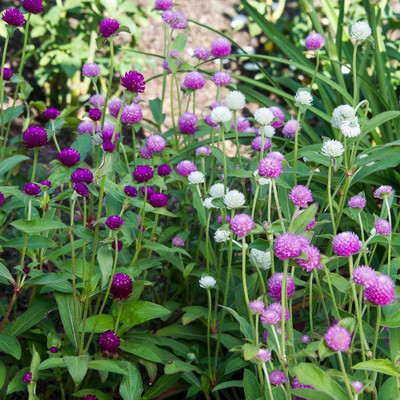 STARKC Ping Pong Gomphrena Seed(80 per packet)