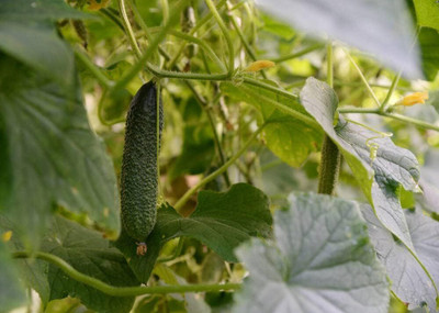 Qualtivate HUA-9A Long Green Cucumber Seeds Seed(300 per packet)