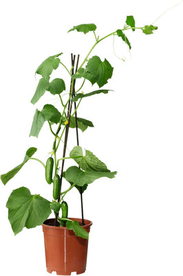Qualtivate XXX-7A Indoor Cucumber F1 Self-Pollinating - Green Seed(300 per packet)