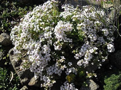 CYBEXIS Baby‘s Breath Seeds CERASTIOIDES Pixie Splash Mouse-Ear gypsophila Seed(50 per packet)