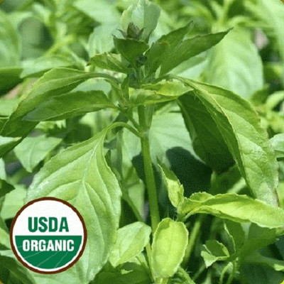 Qualtivate PAU-18 Lime Basil Herb Seeds Seed(1000 per packet)