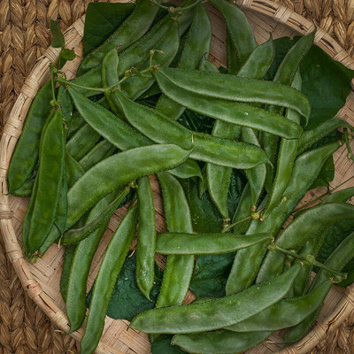 GREENSEA Broad Bean, Dolichos Seed(50 per packet)