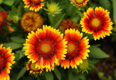 Aywal Gaillardia Mixed Colour Flower Seed(90 per packet)
