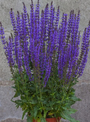 CYBEXIS VVI-21 - Garden Sage-Salvia Officinalis - (1350 Seeds) Seed(1350 per packet)