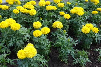 Rani Sati Creation marigold/gende ka phool flower seeds Seed(75 per packet)