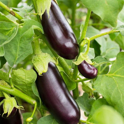 KNESSiN Heat Tolerant Brinjal Bonica Early Ripening (400 Seeds) Seed(400 per packet)