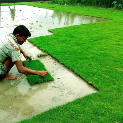 BHUSAN grass seeds for garden Seed(5800 per packet)