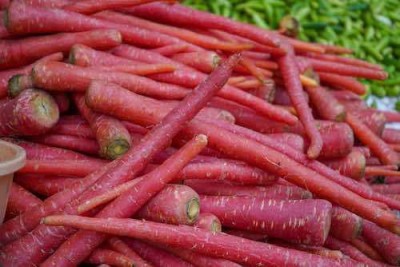 RUDAN Nutri-Red' Carrot Seed(2000 per packet)