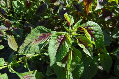 URRO Red Leaf Amaranth Callaloo Chinese Spinach Seed(1000 per packet)