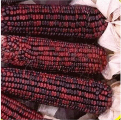 Qualtivate TLX-594 Ruby Red Ornamental Corn Seeds Seed(500 per packet)