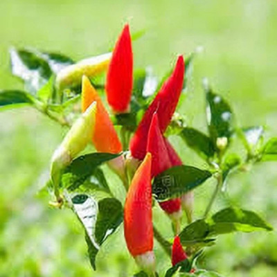 SeeGreen CW44 Bombai mirchi/ Naga chilli / CHILLI MIRCHI HYBRID-185 Seed(185 per packet)