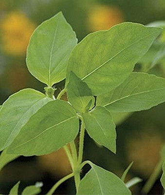Qualtivate XLR-36 Heirloom Lemon Basil Seeds Seed(1000 per packet)