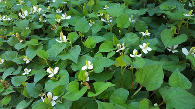 VibeX ® VXI-298 Fish Mint Seeds Seed(200 per packet)