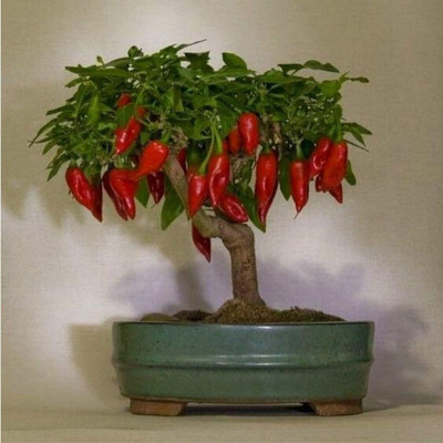 KNESSiN Ornamental Pepper Chilli Seed(200 per packet)