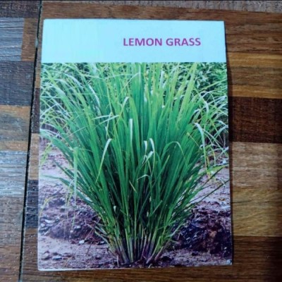 Qualtivate XLR-226 Cymbopogon citratus Tea Lemon Grass Seed(500 per packet)