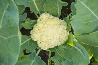 SRK Shree Radha Krishna white cauliflower,gobhee seeds Seed(5 per packet)