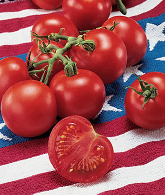 CYBEXIS Fouth of July Tomatoes500 Seeds Seed(500 per packet)