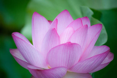 Adharvya lotus,kamal gatta Seed(14 per packet)
