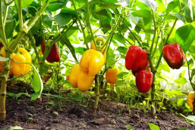 AloGardening Mixed Shimla Mirch/Capsicum/Bell Pepper AG7 Seed(50 per packet)