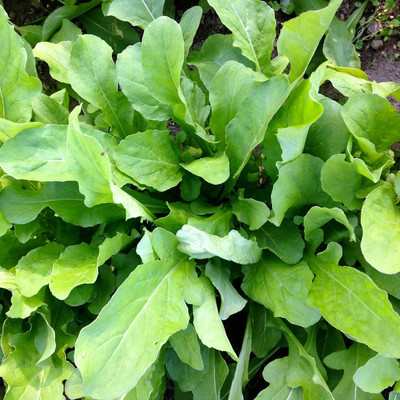 Qualtivate GUA-167 Arugula Lettuce Seeds Seed(500 per packet)