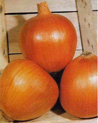 Biosnyg Disease-Resistant Golden Onion Seeds For Planting-(3000 Seeds) Seed(3000 per packet)