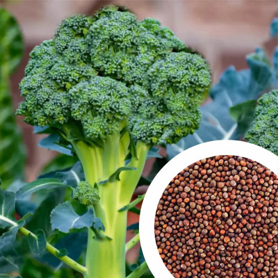 DEYS AGRO ™ broccoli seeds, f1 hybrid brocoli seeds, broccoli vegetable seeds Seed(15 per packet)